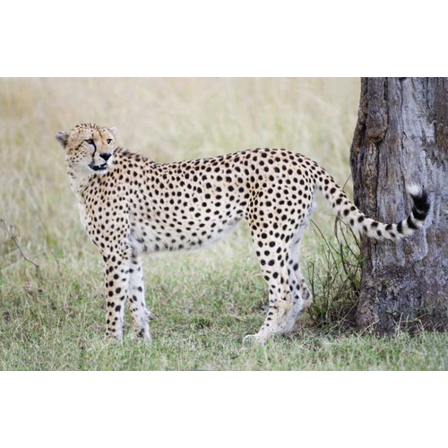 Kenya, Masai Mara Male cheetah pauses by tree